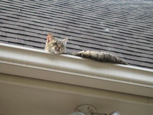 "Cat On a Not Tin Roof", Houston, Texas