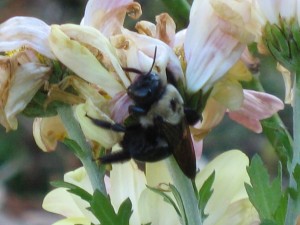 "A Bee's Life", Charlottesville, Virginia