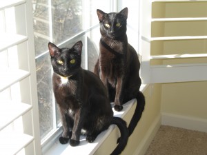 "Twin Kitties", Charlottesville, Virginia