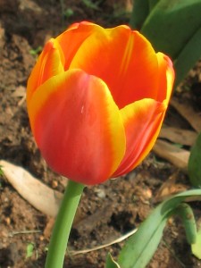 "Tulip", Charlottesville, Virginia