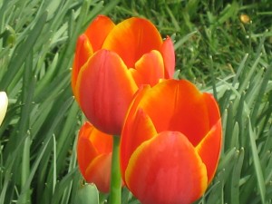 "Tulips", Charlottesville, Virginia