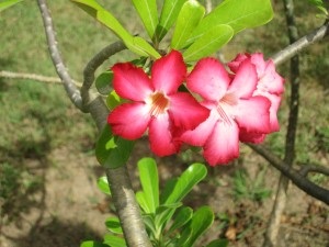 "Bright Blooms", St. John's, Antigua, June 2012