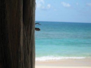 "Island Life", St. John's, Antigua, June 2012